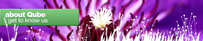 About Qube - Bright Purple Flower