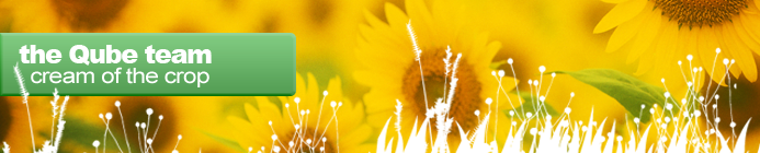 The Qube Team - Lots of bright yellow sunflowers in a field