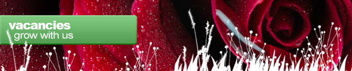 Vacancies - Red rose with droplet of water
