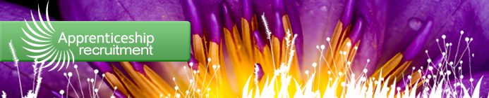 Apprenticeship Recruitment - Bright yellow & purple flower